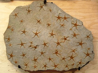 slab of sea star fossils
