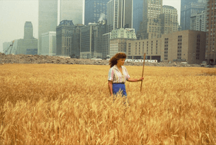 Agnes Denes - Wheatfield, 1982