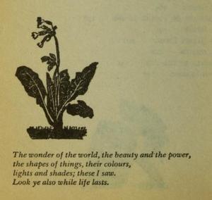 illustration of a flower in black ink on yellowing paper above text that encourages the reader to look for the wonders of the world while life lasts