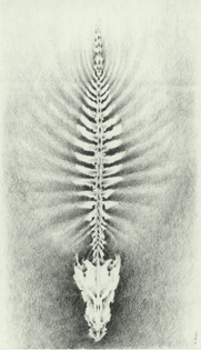 fish-spine.jpg