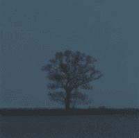 ‘oak at night in winter’ stephen taylor