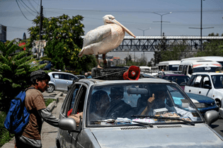 Pet pelican atop a car in Kabul