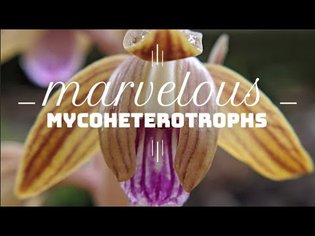 Marvelous Mycoheterotrophs: The Beauty and Science of Floral-Fungal Freeloaders
