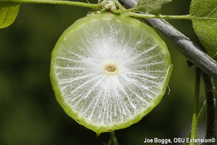 oak-apple-larger-empty-oak-apple-gall-amphibolips-inanis-3.jpg