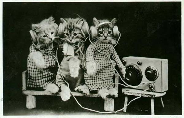 kitten-music.jpg