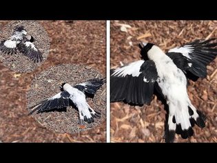 Have You Seen This Before? Cool Footage Of Birds Sunbathing! (MAGPIES SUNBATHING FOOTAGE)