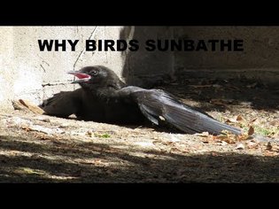 Why Birds Sunbathe ~ Crows Sunbathing ~ Birds Sunning ~ Backyard Nature Shared