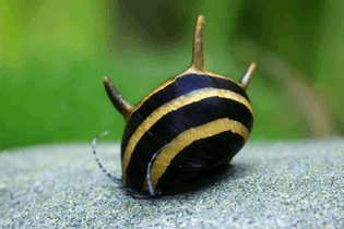 horned-nerite-snail-e2-80-93-detailed-guide-care-diet-and-breeding-main.jpg-f=1-nofb=1
