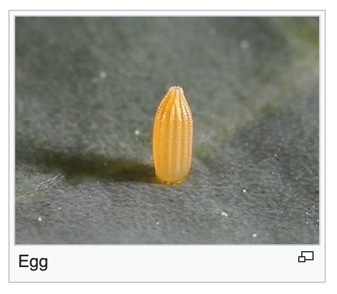 CabbageWhite-Egg.png
