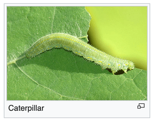 CabaggeWhite-Caterpillar.png