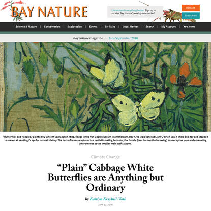 Bay Nature Magazine: “Plain” Cabbage White Butterfly is Anything but Ordinary