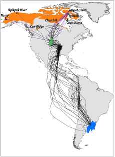 neotropical-migration.jpg