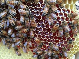 maraschino bees