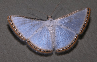mimosa pearl moth