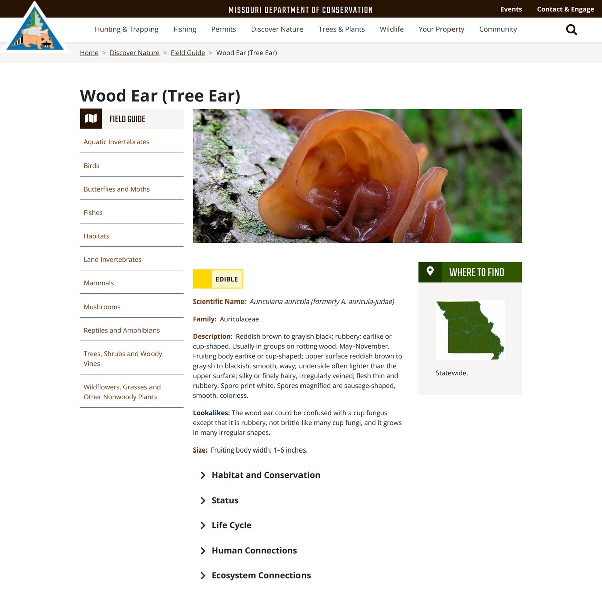 Wood Ear (Tree Ear) — Are.na