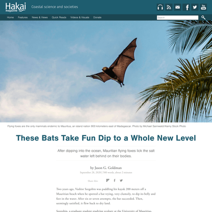 These Bats Take Fun Dip to a Whole New Level | Hakai Magazine