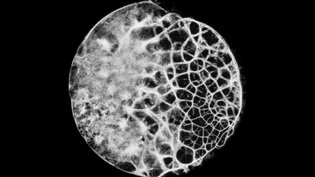 The dance of Physarum