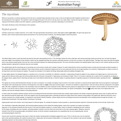 Mycelium
