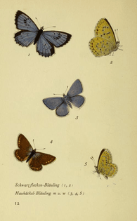 ‘Das kleine Schmetterlingsbuch’ by Jacob Hubner, Friedrich Schnack.