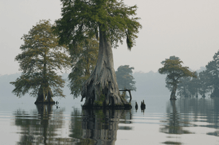 Great Dismal Swamp, Virginia