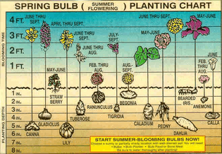 Spring Bulb Planting Chart