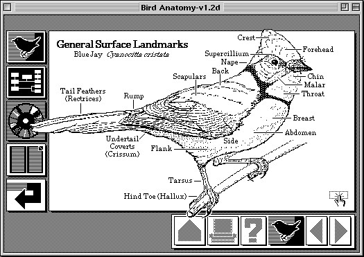 hypercard bird anatomy-v1.2d
