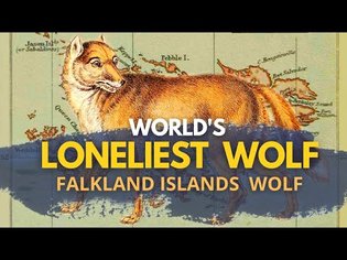 World's Loneliest Wolf | Falkland Islands Wolf