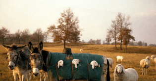 donkey nanny