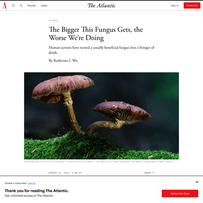 The Bigger This Fungus Gets, the Worse We’re Doing