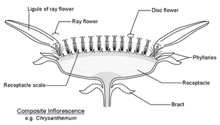 diagram of a composite inflorescence, like a sunflower
