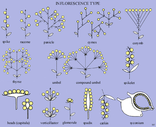 diagram of inflorescence types showing the range of shapes that flowers grow in
