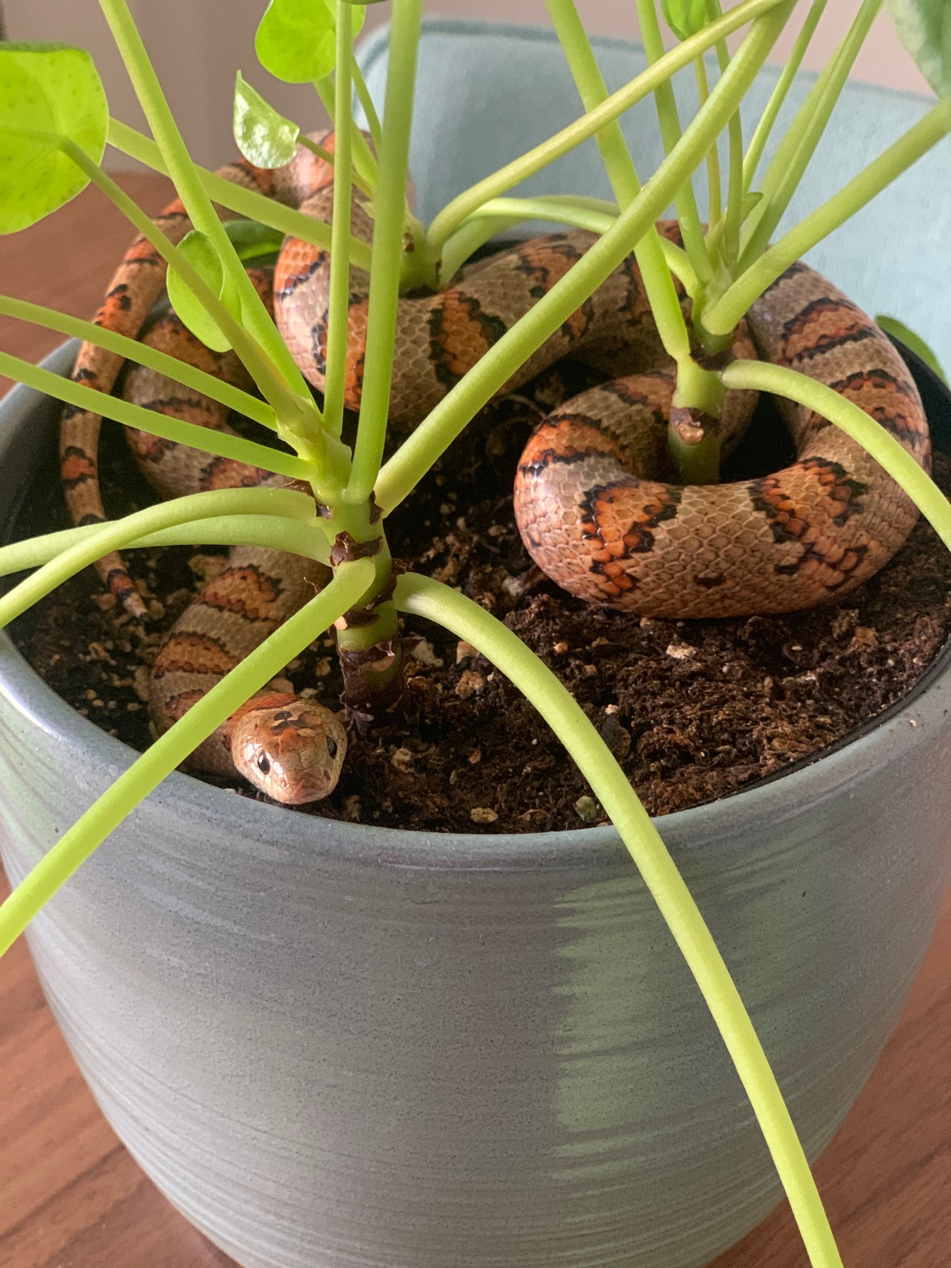 Snake in plant 