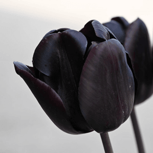 tulipa-nightmare-reg-6620.jpg