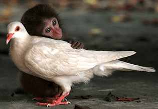 pigeon-monkey.jpg
