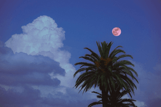 Moon above palm tree