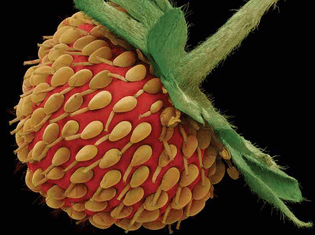 Microscopy (Strawberry)