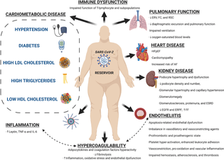 Potential obesity implications and mechanisms in coronavirus disease 2019 (COVID-19) infection.