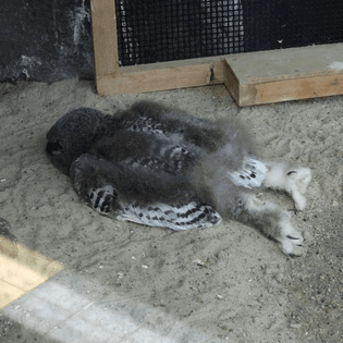 owl sleeping