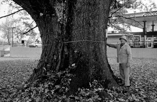 300 year old Red Oak Tree, corner of Spence Lane and Lebanon Road, Nashville TN