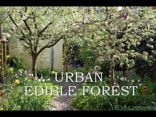 Urban Edible Forest
