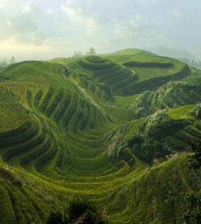 Longsheng Rice Field