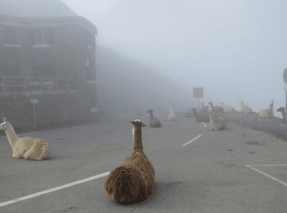 Lama