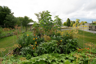 A garden planted by Native students on the campus of Syracuse University is devoted to the “three sisters” of Indigenous agriculture: corn, squash and beans Credit...Tahila Mintz for The New York Times