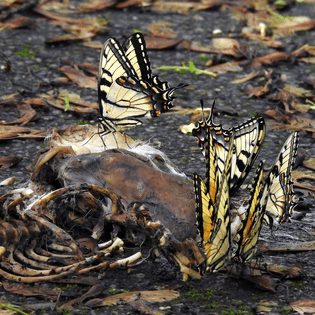 butterflies feed from a decomposing animal body