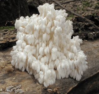 Bear’s head tooth fungus (Hericium americanum) at Cash Canyon in Tennessee, U.S.