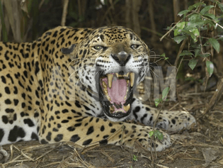 thomas-marent-jaguar-with-open-mouth-showing-its-sharp-teeth-panthera-onca-belize_a-g-9000604-14258389.jpg