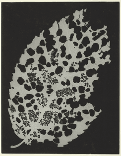 Man Ray, Dead Leaf, 1926