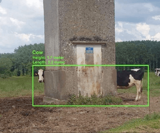 Computer Vision Cow