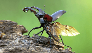 stag-beetle-about-to-fly-two-column.jpg.thumb.768.768.jpg