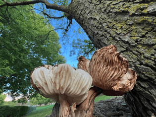 Two large mushrooms next to a tree sprout upwards towards the sky with greenery and wood chips in the background.